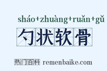 勺状软骨是什么意思的图片